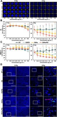 Surface Functionalization of Organosilica Nanoparticles With Au Nanoparticles Inhibits Cell Proliferation and Induces Cell Death in 4T1 Mouse Mammary Tumor Cells for DNA and Mitochondrial-Synergized Damage in Radiotherapy